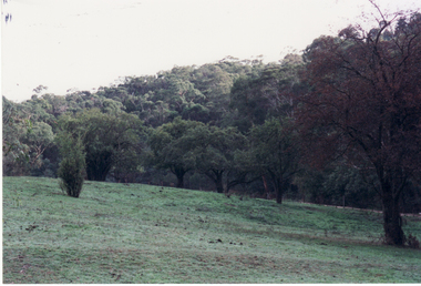 Photograph, Orchard - Schwerkolt Homestead, 24/04/2001