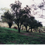  Orchard Trees planted by Schwerkolt Family on original Homestead site
