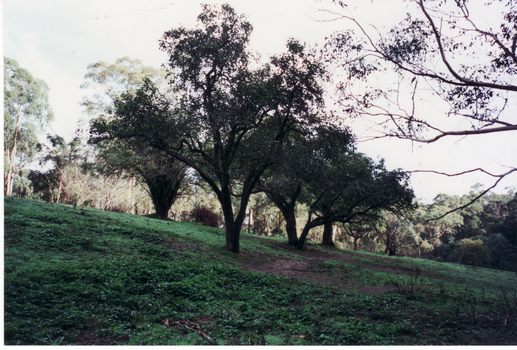  Orchard Trees planted by Schwerkolt Family on original Homestead site