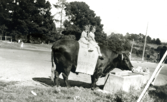 Dianne and Cynthia Gallus, sitting on a bull. They were involved in raising money for the Children's Hospital Good Friday Appeal circa 1950.