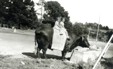 Dianne and Cynthia Gallus, sitting on a bull. They were involved in raising money for the Children's Hospital Good Friday Appeal in 1955.