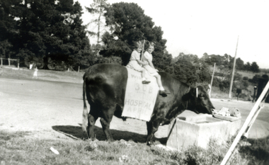Dianne and Cynthia Gallus, sitting on a bull. They were involved in raising money for the Children's Hospital Good Friday Appeal circa 1950.