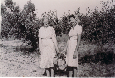 Black and white photograph of Annie Booth and Norma Hynes picking apples on the Booth's orchard in Orchard Grove, South Blackburn.