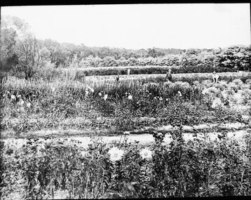 Photograph, Adult Deaf & Dumb Society's Flower Farm