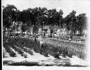Photograph, Adult Deaf & Dumb Society's Flower Farm