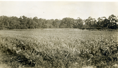 Photograph, Jones Flower Farm, 1928