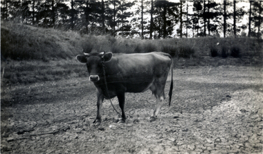 Photograph, Jones Flower Farm - Cow in dry dam, 1932