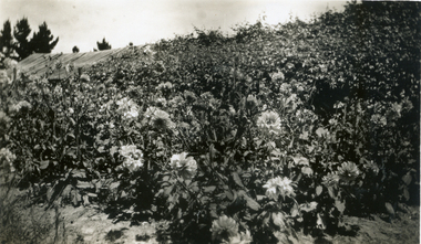 Photograph, Jones Flower Farm, 1930