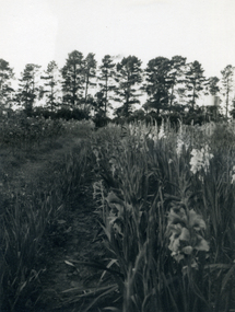 Photograph, Jones Flower Farm