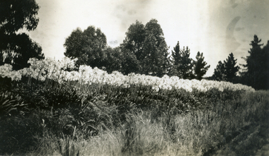 Photograph, Jones Flower Farm, 1930s