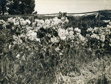Photograph, Jones Flower Farm, 1936