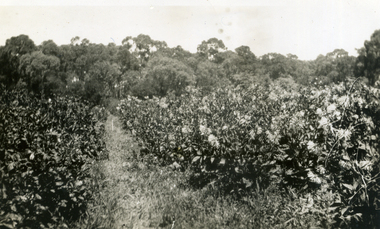 Photograph, Jones Flower Farm, 1935