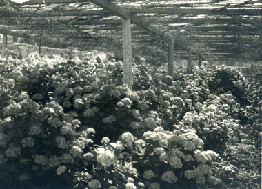 Photograph, Jones Flower Farm, 1930