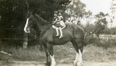 Photograph, Jones Flower Farm