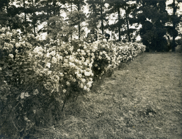 Photograph, Jones Flower Farm, 1940