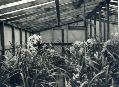 Photograph, Jones Flower Farm