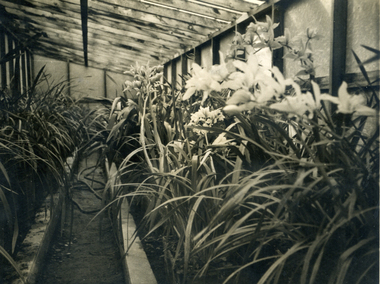 Photograph, Jones Flower Farm