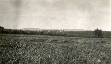 Photograph, Jones Flower Farm