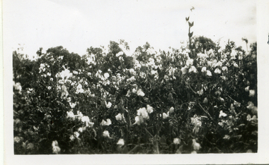 Photograph, Jones Flower Farm