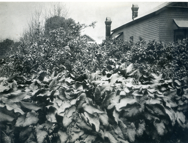 Photograph, Jones Flower Farm