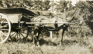 Photograph, Jones Flower Farm, 1938