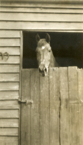Photograph, Jones Flower Farm