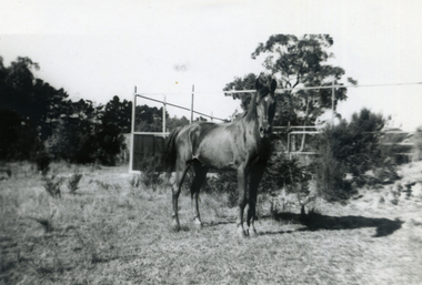 Photograph, Jones Flower Farm, 1936