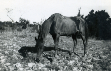 Photograph, Jones Flower Farm