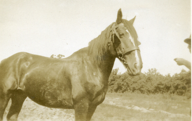 Photograph, Jones Flower Farm, 1948