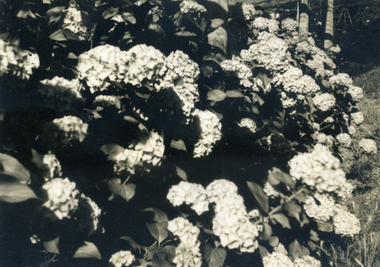 Photograph, Jones Flower Farm