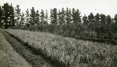 Photograph, Jones Flower Farm