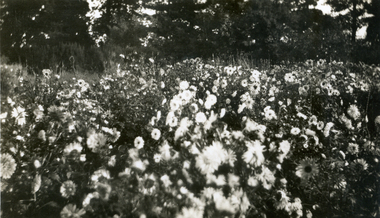 Photograph, Jones Flower Farm