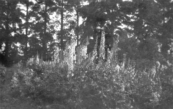 Black and white photograph of delphiniums
