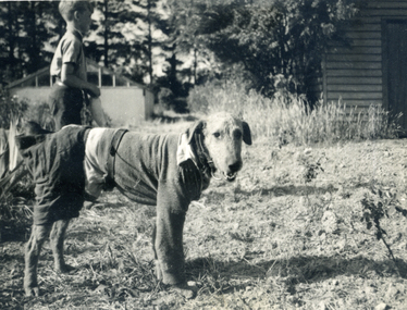 Photograph, Jones Flower Farm