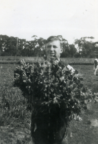 Photograph, Jones Flower Farm