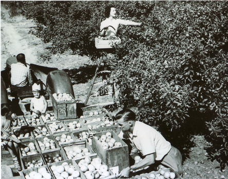 Black and white photograph of Pearce family orchard at site of present Blackburn High School.
