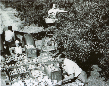 Black and white photograph of Pearce family orchard at site of present Blackburn High School.