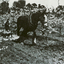 Black and white photograph of horse pulling plough on Pearce family orchard at site of present Blackburn High School. 