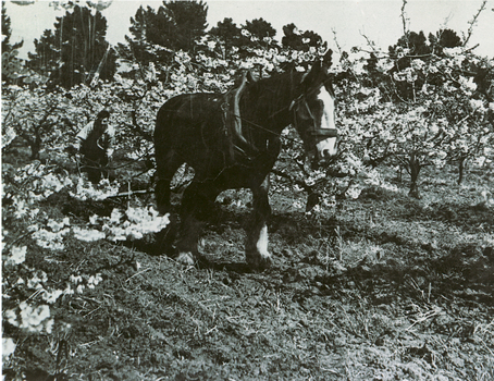 Black and white photograph of horse pulling plough on Pearce family orchard at site of present Blackburn High School. 
