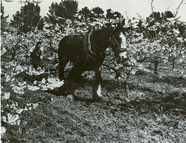 Black and white photograph of horse pulling plough on Pearce family orchard at site of present Blackburn High School. 