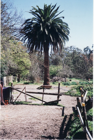 Photograph, Palm Tree and Horse Paddock, 15/09/2002 12:00:00 AM