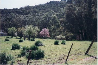Photograph, Blossom Trees, 15/09/2002 12:00:00 AM