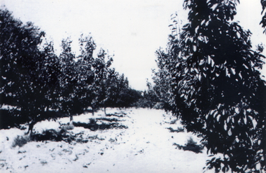 Photograph, Collier Orchard