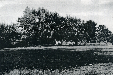 Photograph, Eckermann's Poultry Farm, c1960
