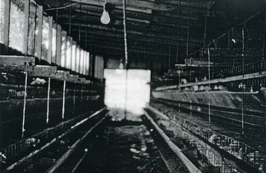 Photograph, Eckermann's Poultry Farm, c1960