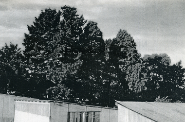 Photograph, Eckermann's Poultry Farm, c1960