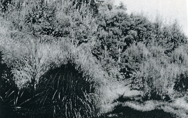 Photograph, The Creek, c1960