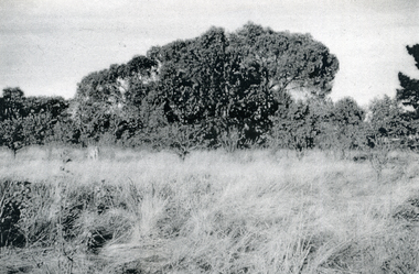 Photograph, Eckermann's Poultry Farm, c1960