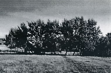 Photograph, Eckermann's Poultry Farm, c1960