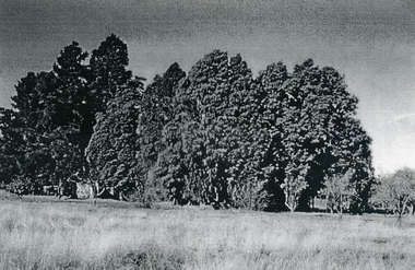Photograph, Eckermann's Poultry Farm, c1960